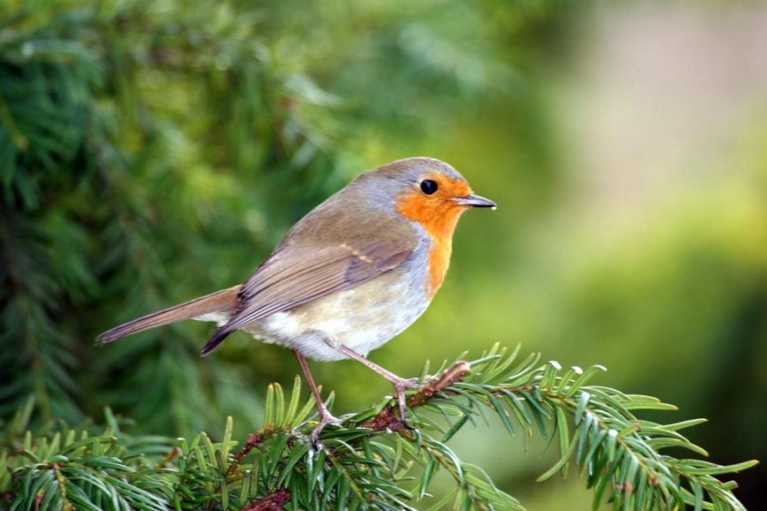 A nők a madarakat...