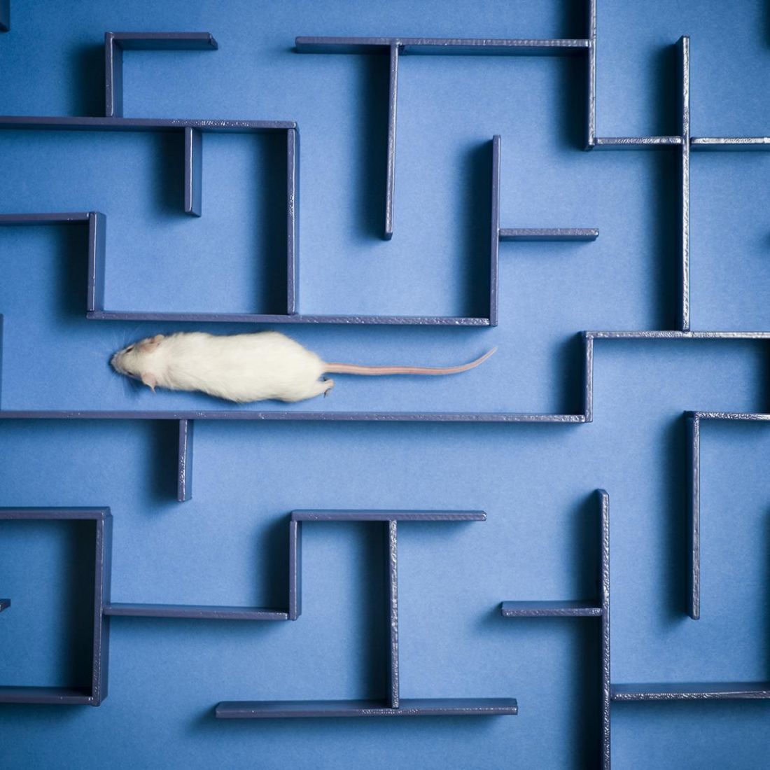 Csavargók és otthonülők – a tanulás evolúciós ökológiája