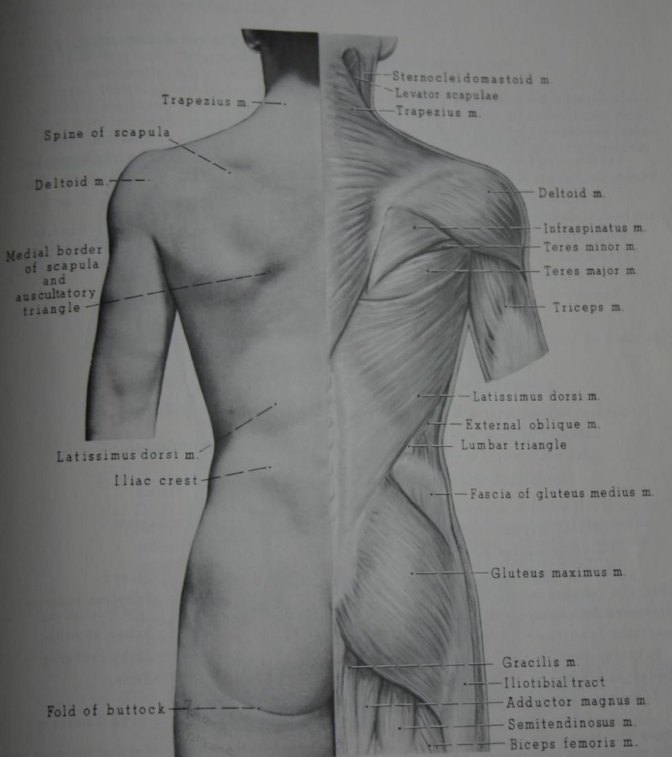 Már 14 nap inaktivitás csökkenti az izomerőt