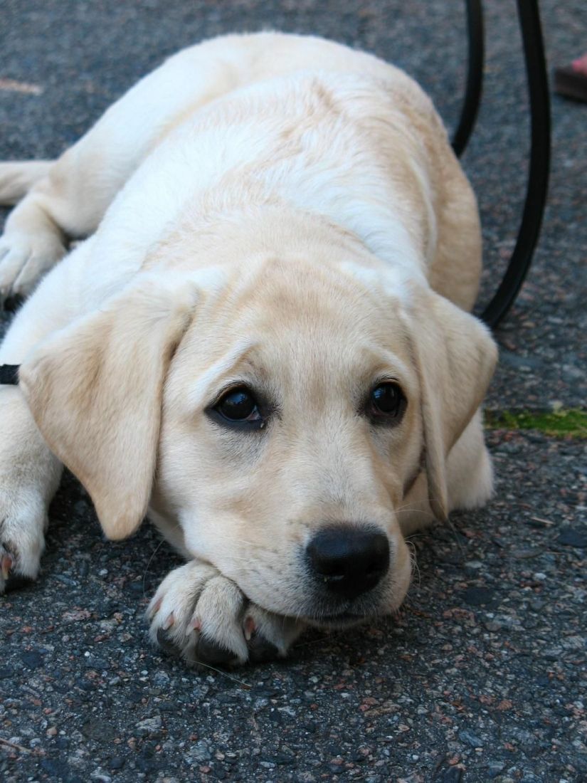 Az ember legjobb barátja lehet a genetikai kutatások tárgya