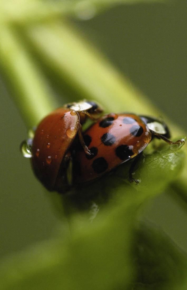 Ámor mámora: a határtalan boldogság