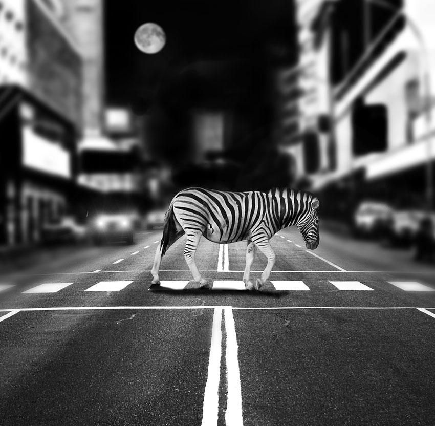 Az oroszlán és a zebra – avagy a társadalmi stressz