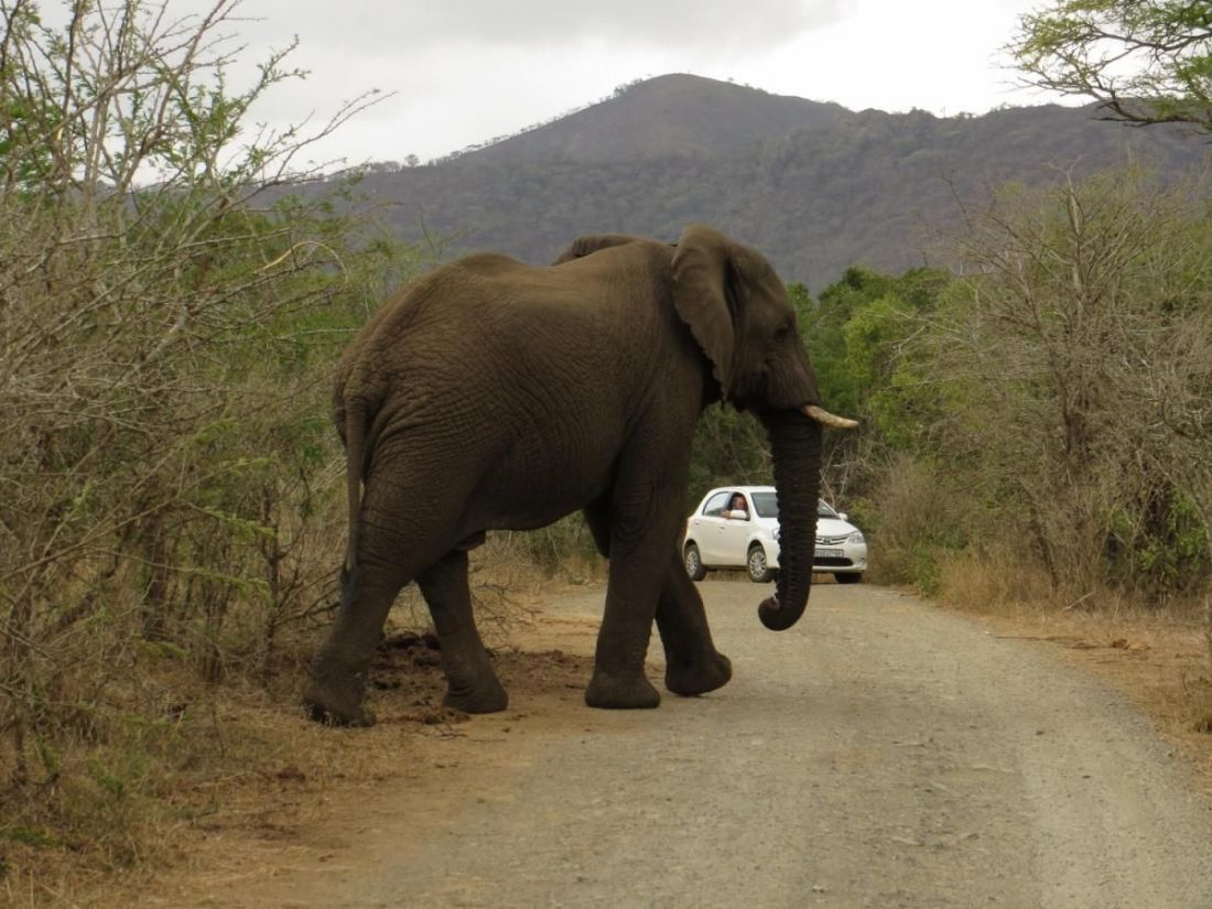 Veszélyesebbé teheti vezetést a rádióhallgatás
