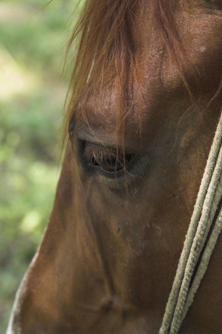 Négylábú terapeuták