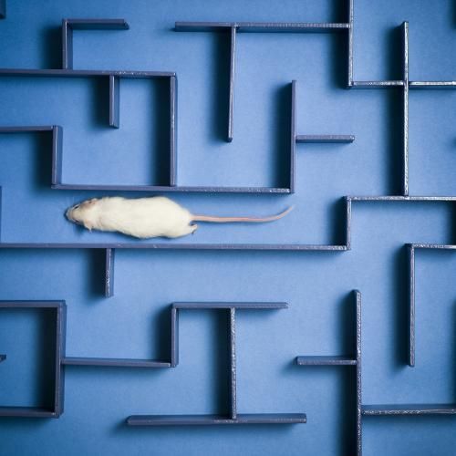 Csavargók és otthonülők – a tanulás evolúciós ökológiája