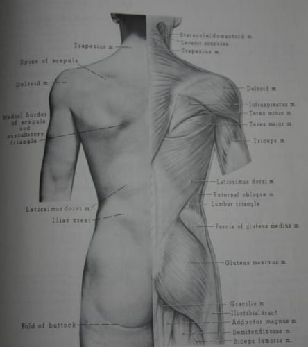 Már 14 nap inaktivitás csökkenti az izomerőt