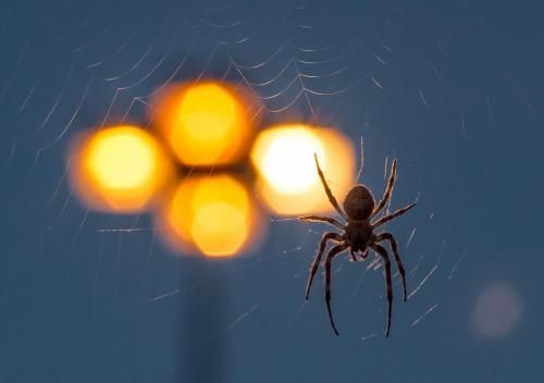Nagyobbnak látjuk a pókot, ha félünk tőle