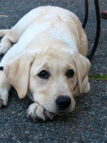 Az ember legjobb barátja lehet a genetikai kutatások tárgya