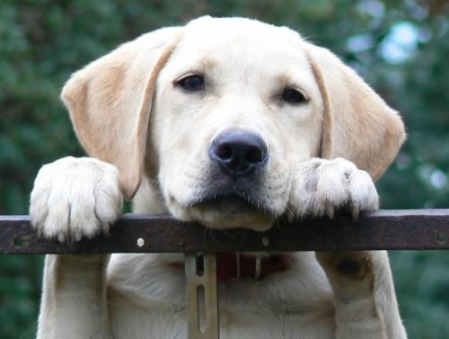 Segít a háziállat a mentális problémákkal küzdőknek