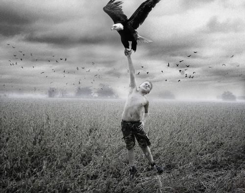 Döglött sas a havon