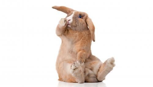 Miben segíthetnek a cuki nyuszik?