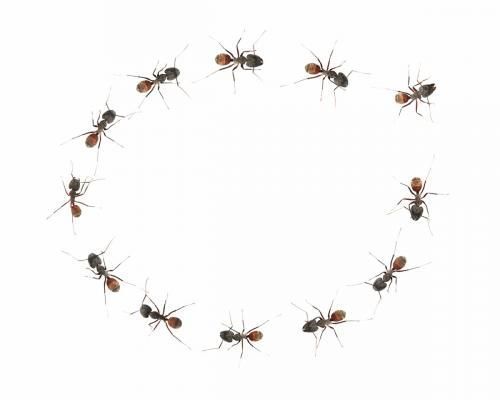 Büntetés, jutalmazás, bizalom