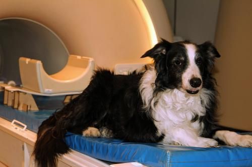 A kutyaagy képes különbséget tenni a nyelvek között