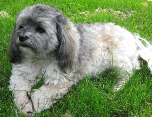 Mutasd a kutyádat, megmondom, ki vagy!