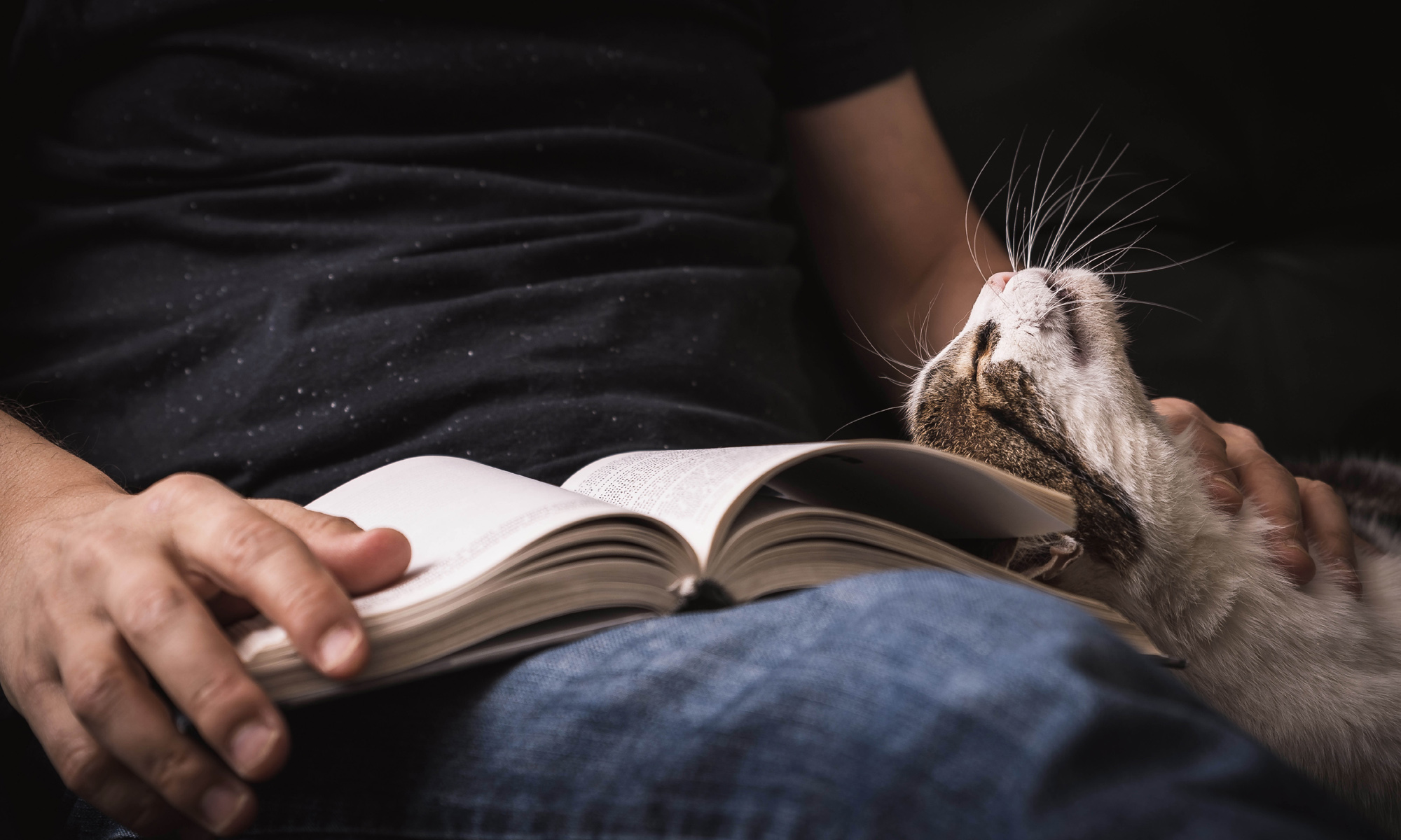 A macskák is köt?dnek?