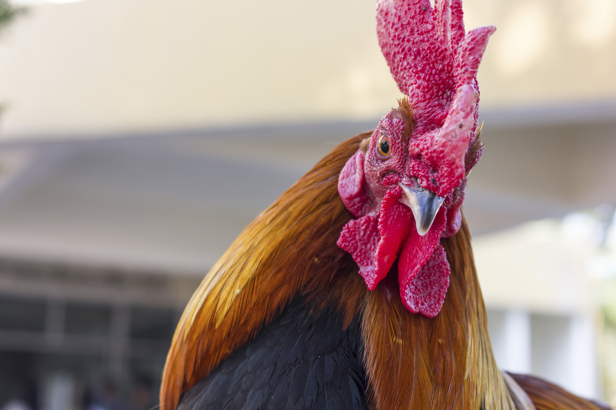 Felismerik-e a kakasok a saját tükörképüket? 