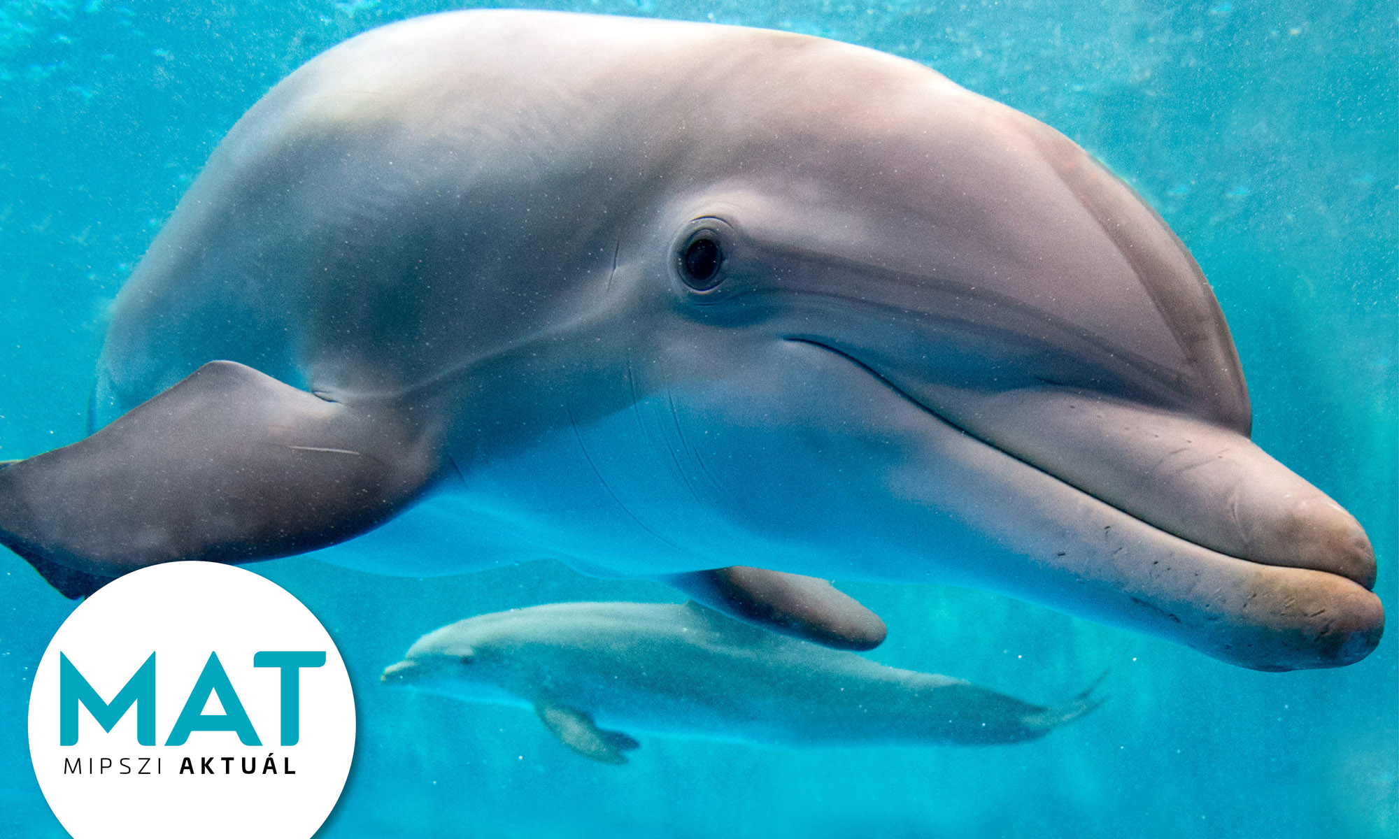 Milyen lenne az életünk, ha úgy aludhatnánk, mint a delfinek?