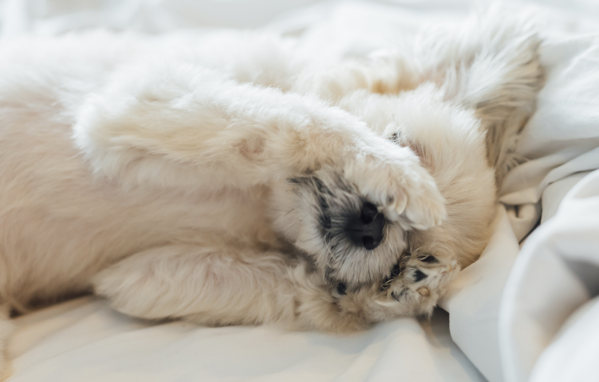 Mir?l álmodnak háziállataink?